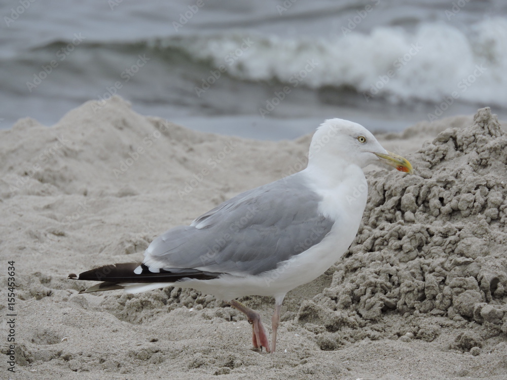 Möwe Möwe