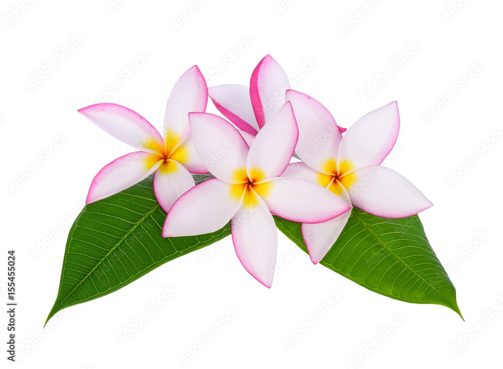 Naklejka premium plumeria flower with green leaf isolated on White background