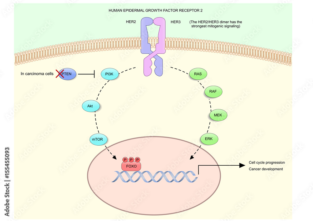 HER2 (human epidermal growth factor receptor 2), or HER2/neu and its HER2 (human epidermal growth factor receptor 2), or HER2/neu and its