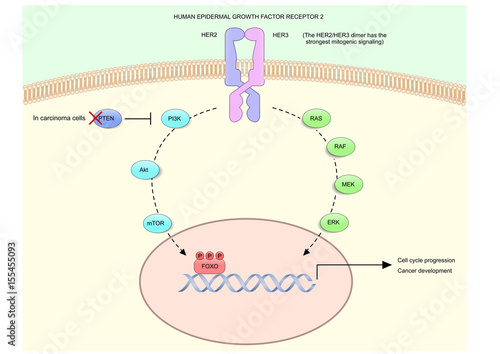 HER2 (human epidermal growth factor receptor 2), or HER2/neu and its signalling pathway