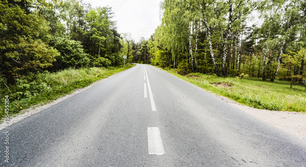 road in forest and trees 