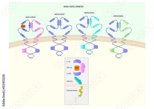 Main HER2 dimers and close-up structure