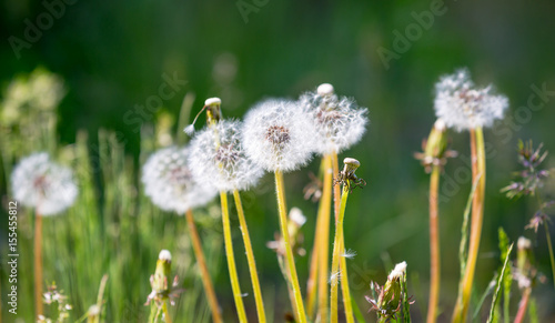 dandelions on summer meadow