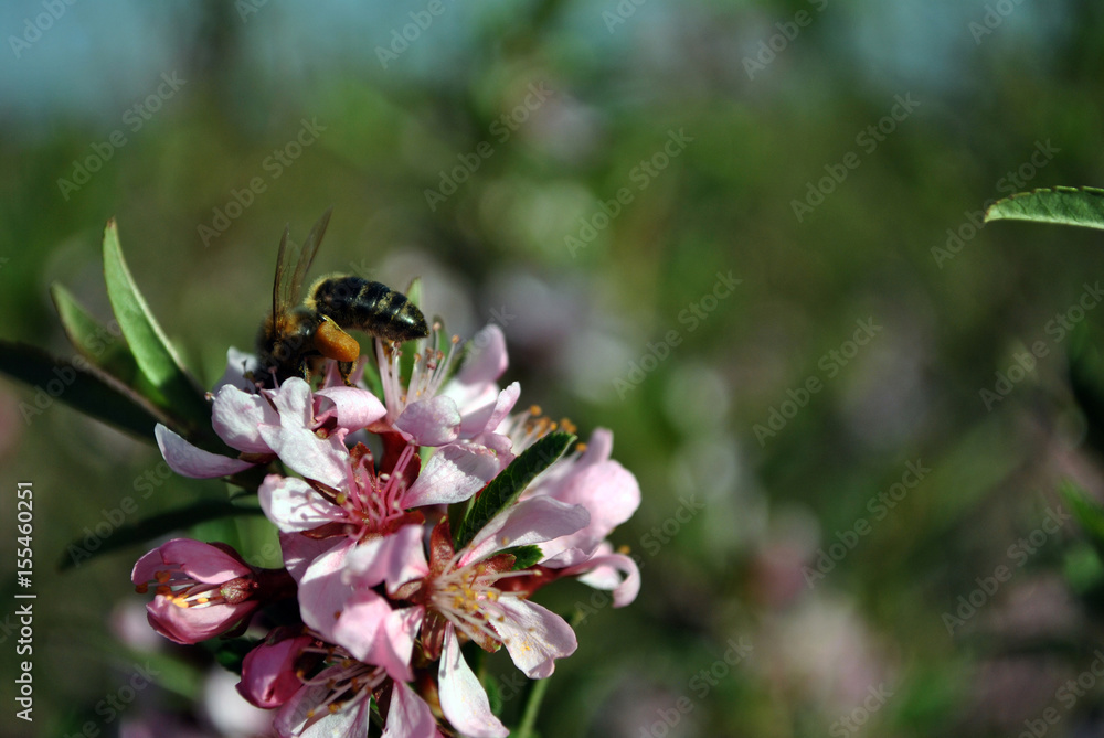 Branches of flowering wild cherry (sakura) and a bee pollinates a flower with nectar collected near its legs, sunny spring day Branches of flowering wild cherry (sakura) and a bee pollinates a flower with nectar collected near its legs, sunny spring day