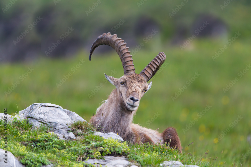 Natural alpine ibex sitting in meadow