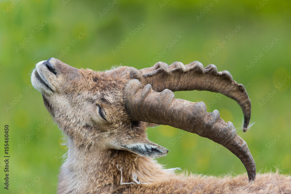 Side view portrait of natural alpine ibex capricorn in meadow