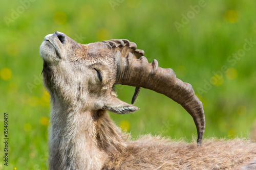 Side view portrait of natural alpine ibex capricorn in meadow