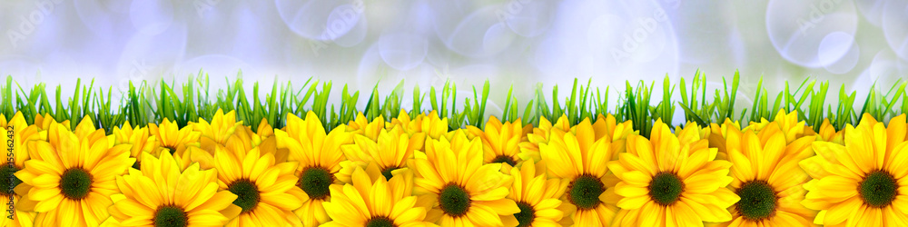 Fototapeta premium Yellow flowers and a beautiful background