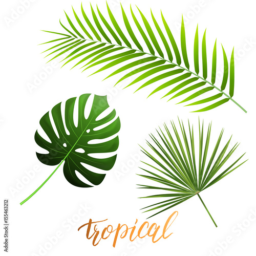 Tropical leaves of monstera, coconut palm, fan palm. Trendy palm leaves set.