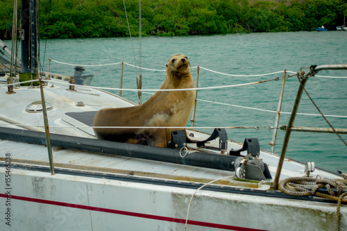 Sea lion over a boat in santa cruz galapagos islands