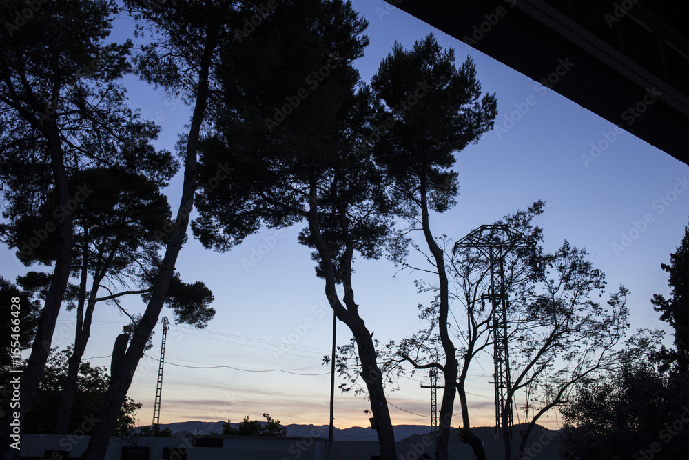 Árboles en contra-luz en el atardecer Árboles en contra-luz en el atardecer