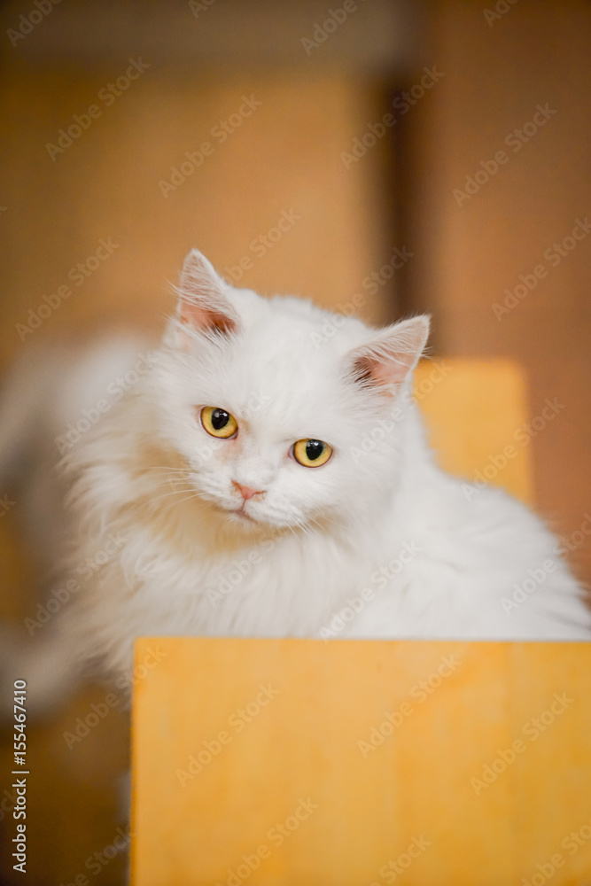 white cat with dramatic tone , select focus eye white cat with dramatic tone , select focus eye
