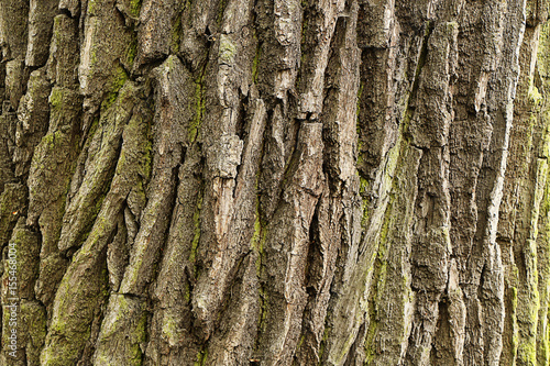 Texture of the bark of a deciduous tree trunk