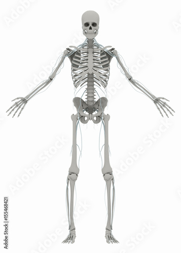 Human's (male) skeleton and nervous system. Image isolated on a white background. 3D illustration