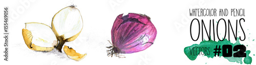 Onions - 2 high resolution watercolour vectors; whole violet onion and yellow cut onion