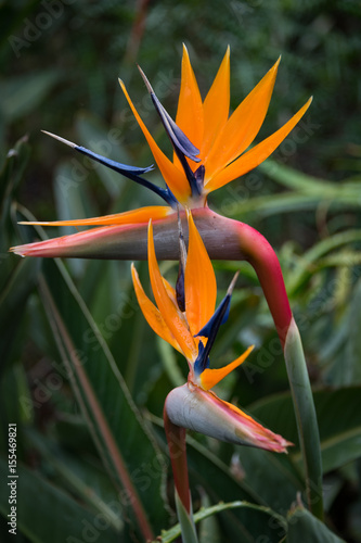 Bird of Paradise (Stelitzia reginae), also known as crane flowers