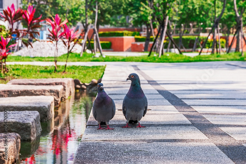 Two pigeons sitting togeather