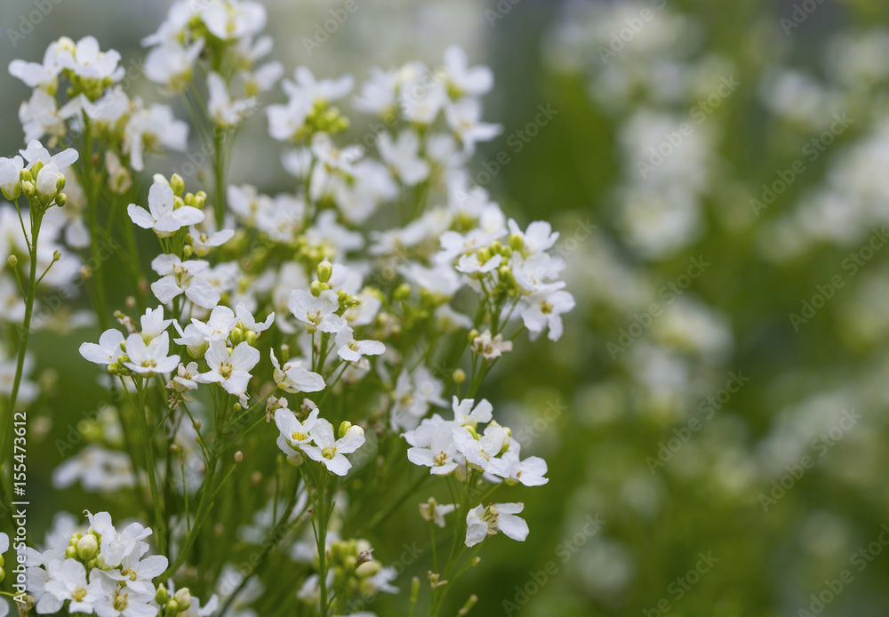 Horseradish flowers, meadow white flowers Horseradish flowers, meadow white flowers