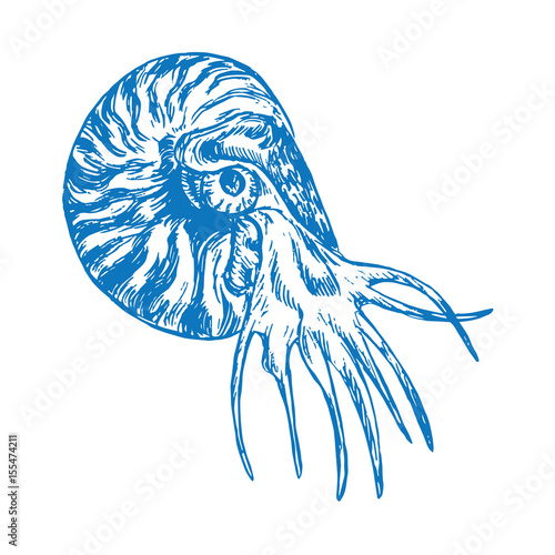 Nautilus swimming profile, hand drawn doodle sketch in pop art style, vector illustration