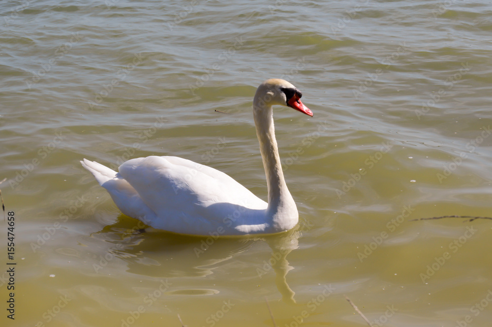 Fototapeta premium Swan on the lake of madine