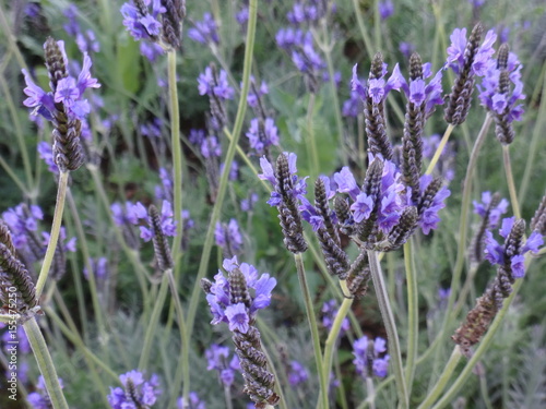 lavender at garden . flower photo.
