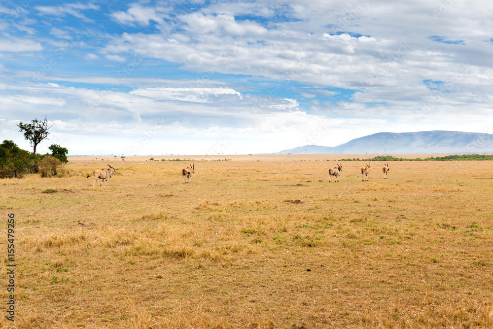 eland antelopes grazing in savannah at africa