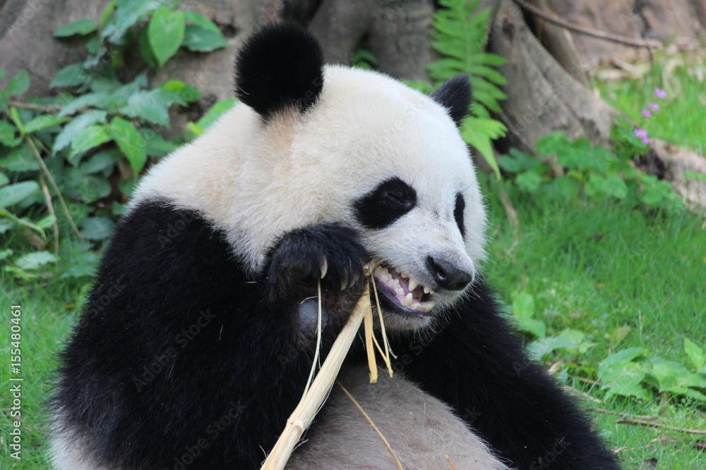 Fototapeta premium A fluffy happy panda
