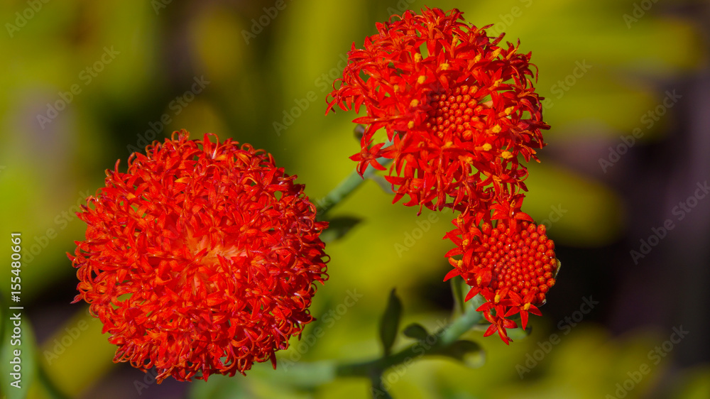 Madeira - Huge red flowers blooming in Funchal in Parque de Santa Catarina Madeira - Huge red flowers blooming in Funchal in Parque de Santa Catarina
