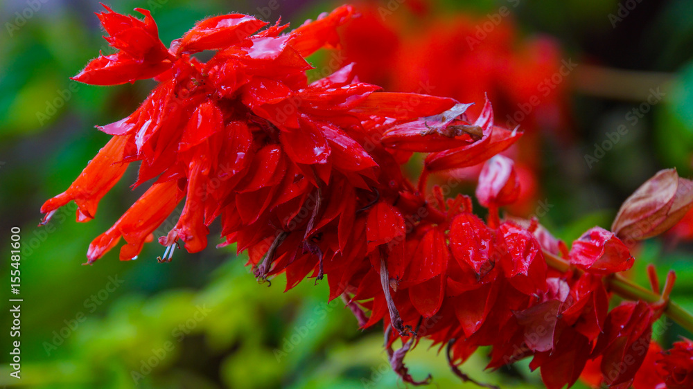Madeira - Funchal - Jardim Botânico da Madeira - Huge red flower blooming - Lamiaceae Brasil