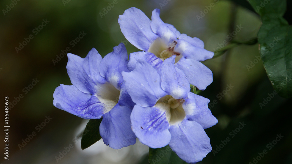 Madeira - Funchal - Jardim Botânico da Madeira with purple blooming flowers