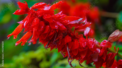 Obraz na płótnie Madeira - Funchal - Jardim Botânico da Madeira - Huge red flower blooming - Lamiaceae Brasil w salonie