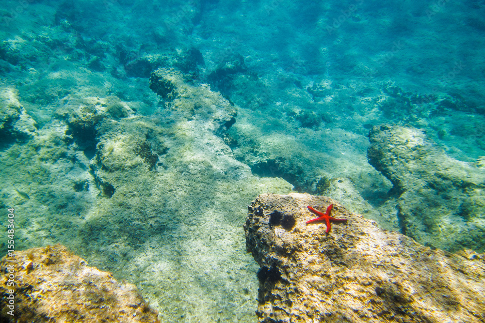 Fototapeta premium Red Starfish on reef