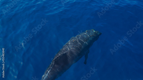 Madeira - Blue ocean water and diving dolphin near Funchal
