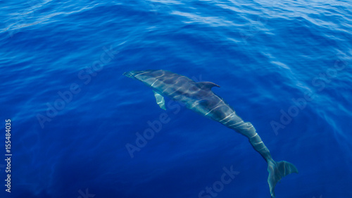 Madeira - Blue ocean water and diving dolphin from behind with flipper © Simon