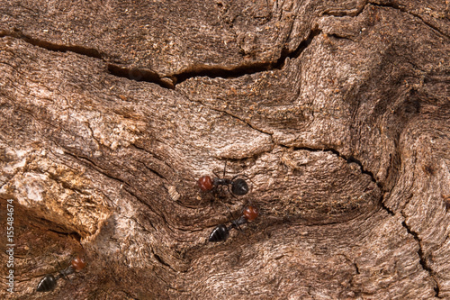 Red head ant honeypot Myrmecocystus close up macro photo