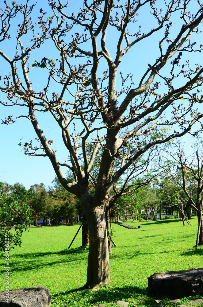 Fototapeta premium Trees in a park in a sunny day of winter.