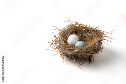 white and green eggs in bird nest