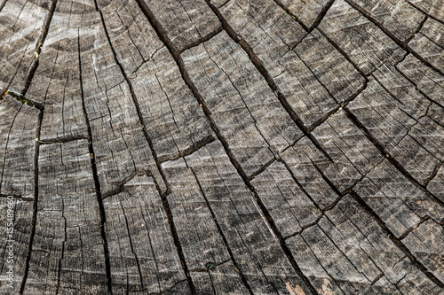 Cross Section Wood Background