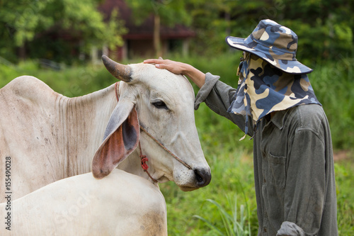 veterinarian touch his cow's head gently