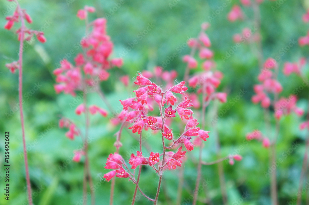 Heuchera brizoides red flowers with green background Heuchera brizoides red flowers with green background