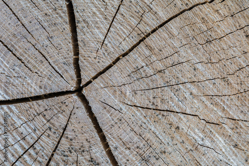 Holzhintergrund mit Struktur vom Baumstamm 