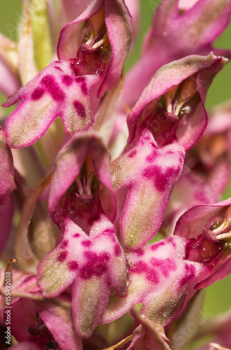 Wild Bug Orchid flowers - Anacamptis pyramidalis
