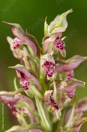 Wild Bug Orchid hypochromic flowers - Anacamptis pyramidalis