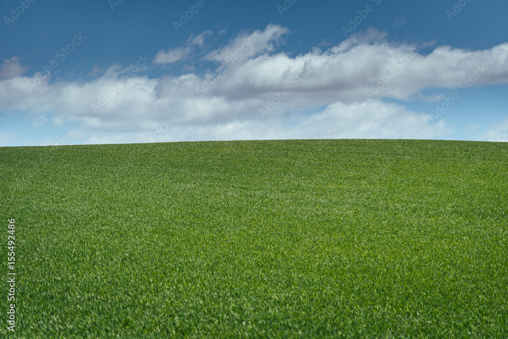 Obraz premium Grass field at Biei , Hokkaido