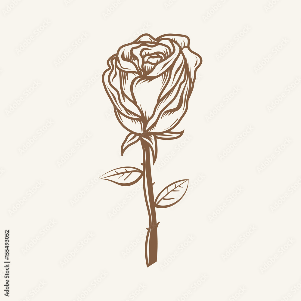 Hand Drawn Rose with leaves. Hand Drawn Rose with leaves.