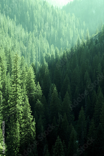 Pine Forest Trees in Wilderness and Mountains