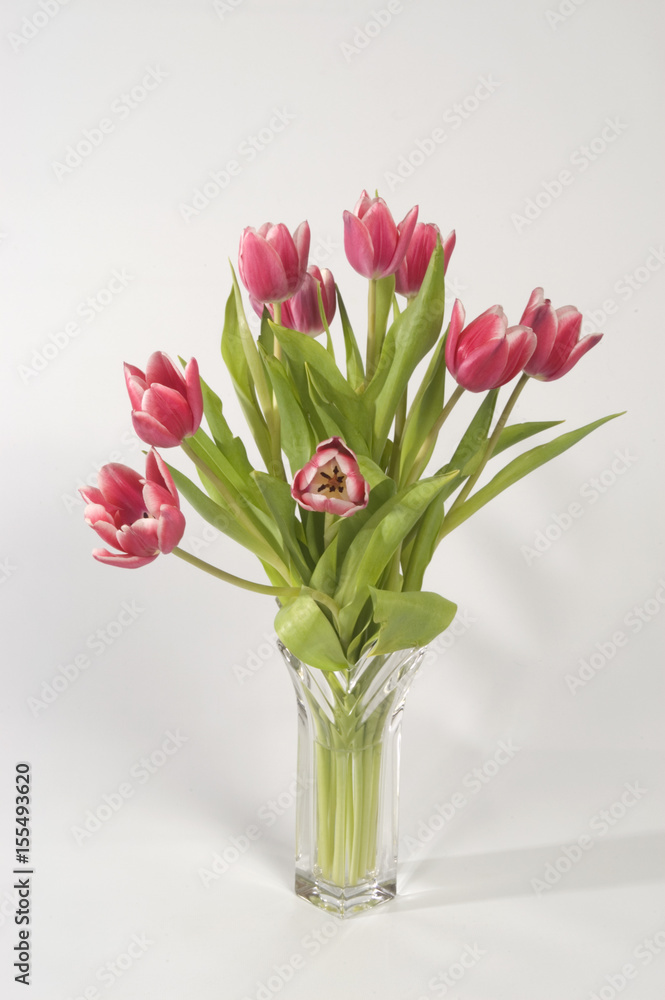 Pink Tulips Pink Tulips