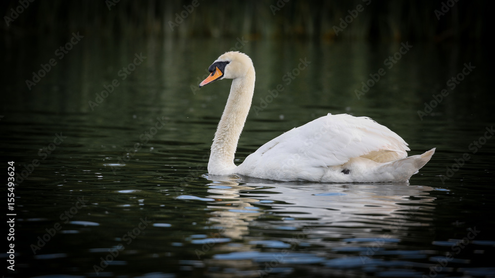 Fototapeta premium Mute Swan