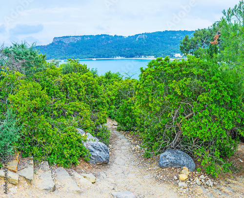 The path among the greenery photo