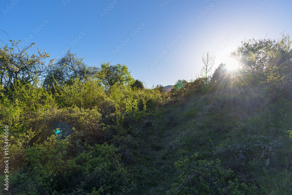 sunset in green forest sunset in green forest